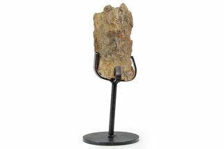 Fossil Hadrosaur Rib Section w/ Metal Stand - South Dakota #339924