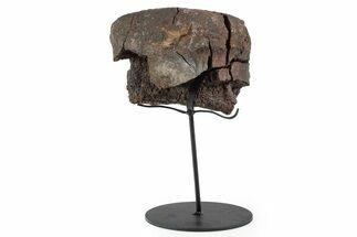 Fossil Hadrosaur Vertebra Centrum w/ Metal Stand - South Dakota #339926
