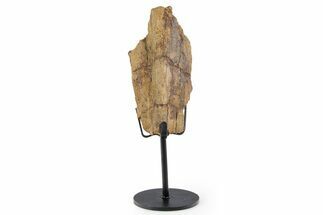 Fossil Hadrosaur Limb Bone Section w/ Metal Stand - South Dakota #339928