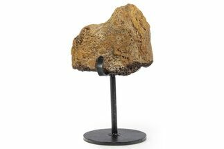 Fossil Hadrosaur Vertebra Section w/ Metal Stand - South Dakota #339909