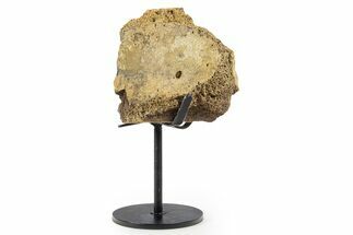 Fossil Hadrosaur Vertebra Section w/ Metal Stand - South Dakota #339911