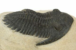 Detailed Hollardops Trilobite - Foum Zguid, Morocco #345164