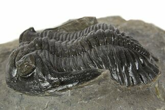 Detailed Hollardops Trilobite Fossil - Ofaten, Morocco #345169