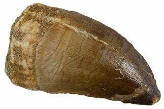 Fossil Mosasaur (Thalassotitan) Tooth - Morocco #345099