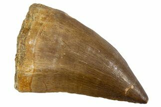 Fossil Mosasaur (Thalassotitan) Tooth - Morocco #345108
