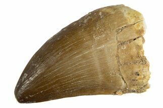 Fossil Mosasaur (Thalassotitan) Tooth - Morocco #345109