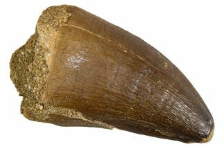 Fossil Mosasaur (Thalassotitan) Tooth - Morocco #345113