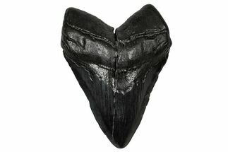 Fossil Megalodon Tooth - South Carolina #340286