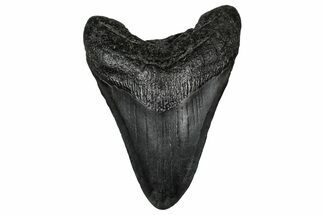 Fossil Megalodon Tooth - South Carolina #340290
