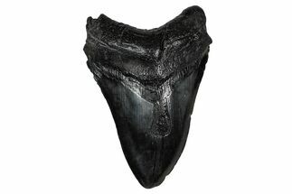 Fossil Megalodon Tooth - South Carolina #340299