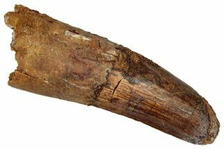 Fossil Spinosaurus Tooth - Feeding Worn Tip #344619