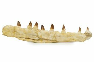 Fossil Mosasaur (Halisaurus) Jaw Section with Teeth - Morocco #345192