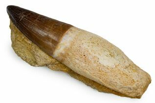 Premium Specimens For Sale