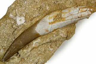 Rooted Plesiosaur (Zarafasaura) Tooth in Rock - Morocco #345204