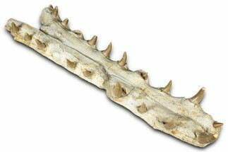 Impressive Fossil Crocodylomorph (Gavialoid?) Jaw - Morocco #345362