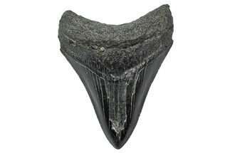 Fossil Megalodon Tooth - South Carolina #341459