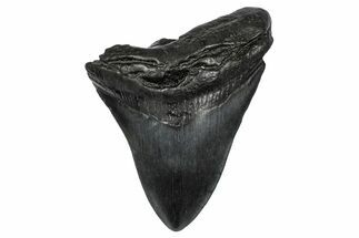 Fossil Megalodon Tooth - South Carolina #341465