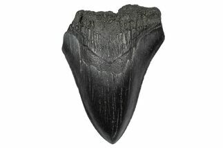 Serrated, Fossil Megalodon Tooth - South Carolina #341469