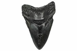Fossil Megalodon Tooth - South Carolina #341475