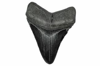 Fossil Megalodon Tooth - South Carolina #341483