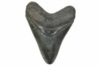 Serrated, Fossil Megalodon Tooth - South Carolina #341496
