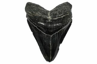 Serrated, Fossil Megalodon Tooth - South Carolina #344633
