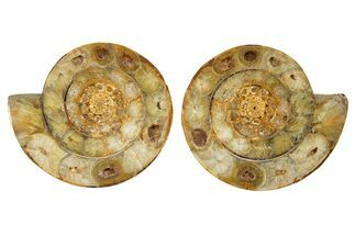 Cut & Polished Jurassic Ammonite (Perisphinctes) Fossil #344934