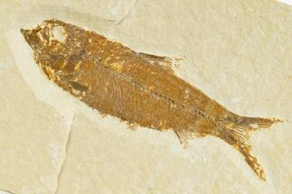 Detailed Fossil Fish (Knightia) - Wyoming #345371