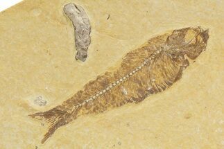 Detailed Fossil Fish (Knightia) - Wyoming #345372