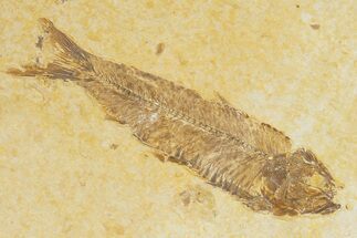 Detailed Fossil Fish (Knightia) - Wyoming #345376
