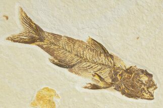 Fossil Fish (Amphiplaga) - Uncommon Species #345378