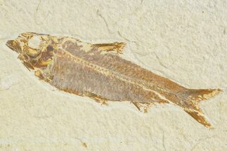 Detailed Fossil Fish (Knightia) - Wyoming #345401