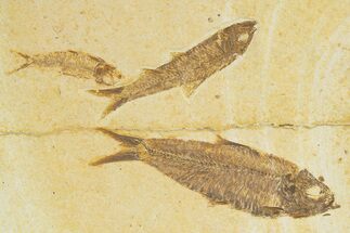 Limestone with Three Fossil Fish (Knightia) - Wyoming #345402