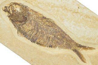 Detailed Fossil Fish (Knightia) - Wyoming #345384