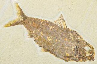 Detailed Fossil Fish (Knightia) - Wyoming #345389