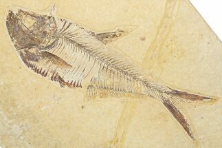 Detailed Fossil Fish (Diplomystus) - Wyoming #345390