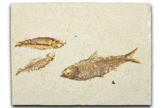 Limestone with Three Fossil Fish (Knightia) - Wyoming #345398