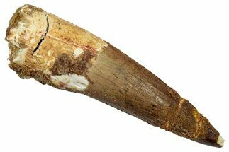 Fossil Spinosaurus Tooth - Real Dinosaur Tooth #345413