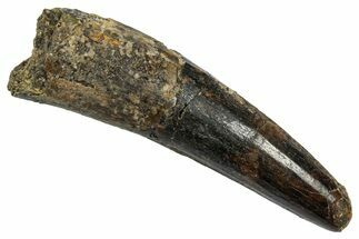 Fossil Spinosaurus Tooth - Feeding Worn Tip #345422