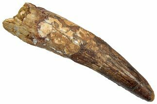 Fossil Spinosaurus Tooth - Real Dinosaur Tooth #345430