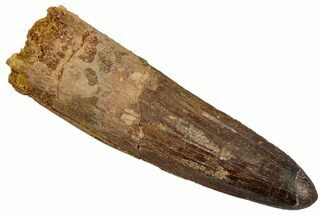 Fossil Spinosaurus Tooth - Real Dinosaur Tooth #345435