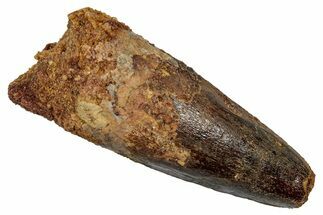 Fossil Spinosaurus Tooth - Real Dinosaur Tooth #345438