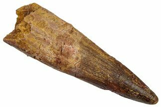 Fossil Spinosaurus Tooth - Real Dinosaur Tooth #345451