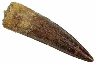 Fossil Spinosaurus Tooth - Real Dinosaur Tooth #345454