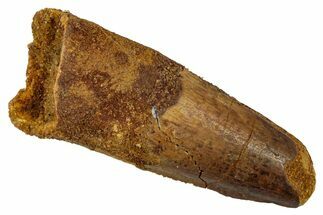 Fossil Spinosaurus Tooth - Feeding Worn Tip #345459