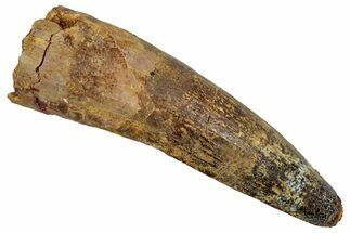Fossil Spinosaurus Tooth - Real Dinosaur Tooth #345475