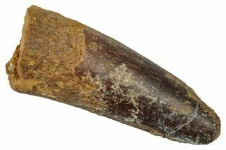 Fossil Spinosaurus Tooth - Real Dinosaur Tooth #345486