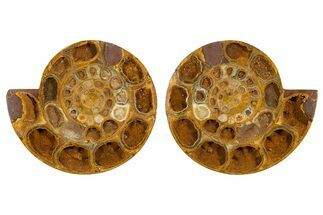 Cut & Polished Jurassic Ammonite (Perisphinctes) Fossil #344938