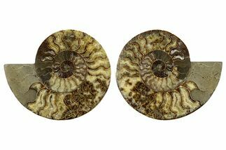 Large, Cut & Polished Ammonite Fossil - Madagasar #345535