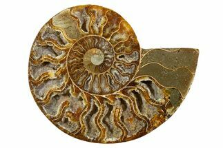 Cut & Polished Ammonite Fossil (Half) - Madagascar #345536